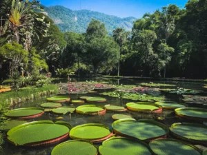 Vitoria regia Jardim Botanico do Rio de Janeiro Foto Pierre Belart